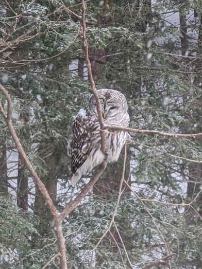 A close up of a barred owl sitting in a tree with her head turned towards the camera