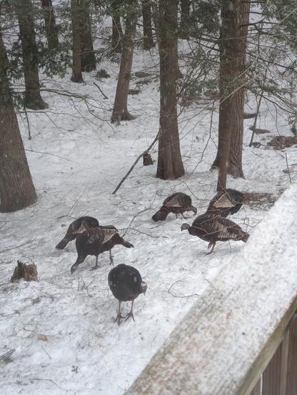 A flock of wild turkeys walks on snow covered ground near trees