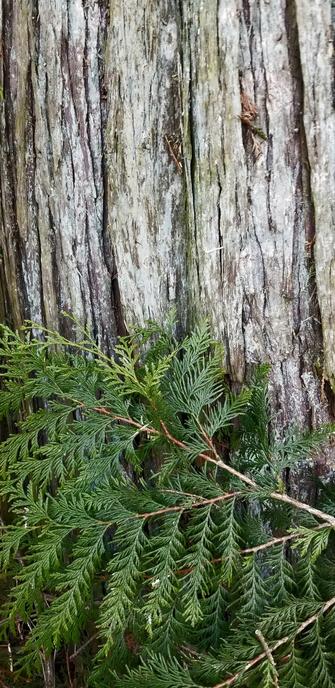 Old growth yellow cedar tree, with cedar spray foliage.