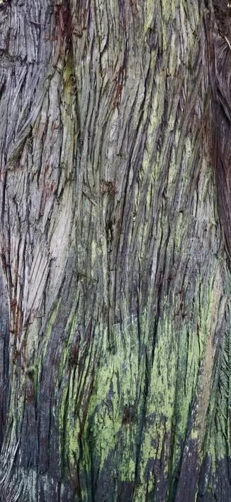 Old growth yellow cedar tree bark textures; with lichen & moss growth.