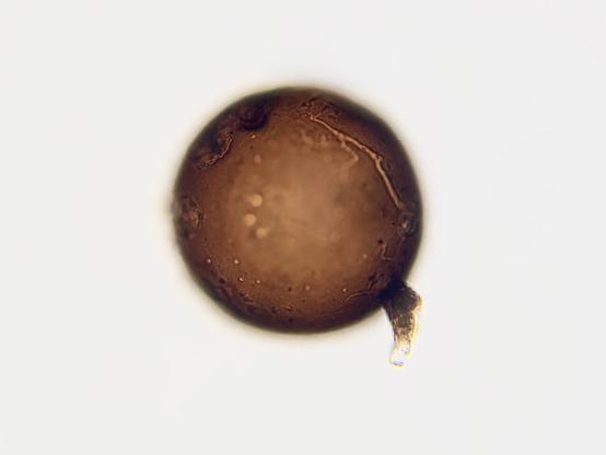 Microscopy - a brown, spherical object about 154 micrometers in diameter