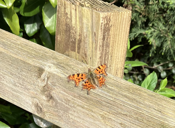 A comma butterfly, with its orange and brown checkerboard pattern and ragged wing edges, resting on a wooden fence rail. Green shrub and hedge behind.