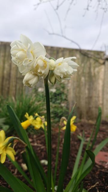 Narcissus 'Erlicheer' with cream coloured double flowers.