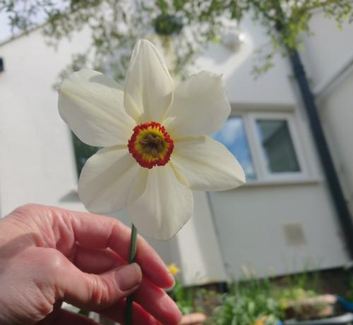 Narcissus 'Actaea'. White petals surrounding a flattened, red-rimmed yellow trumpet in the centre of the flower.