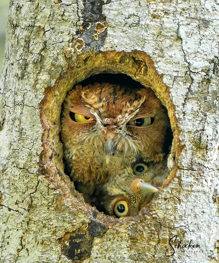 Photography. A color photo of a brown owl mother and her young trying to squeeze into a nest hole together. They look at us very contrite as they do so. As the offspring grow older, sometimes the home simply becomes too small.
Camera: FL. Canon 80D, Canon EF 100 - 400 mm f/4.5-5.6L IS II USM.