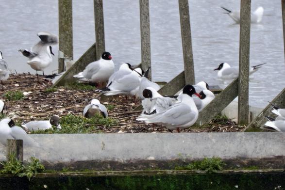 Mediterranean gulls