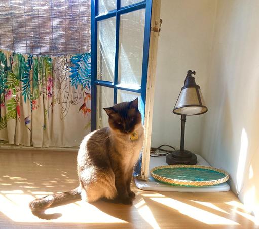 cat sitting on a table with sun behind him and a lamp and basket on the table and colorful curtain in the window