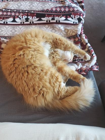 Fluffy Orange cat sleeping in a "c-shape" position, with his head upside down and one front paw over his eyes. The other front paw is crossing over a back paw, kind of like a pretzel.