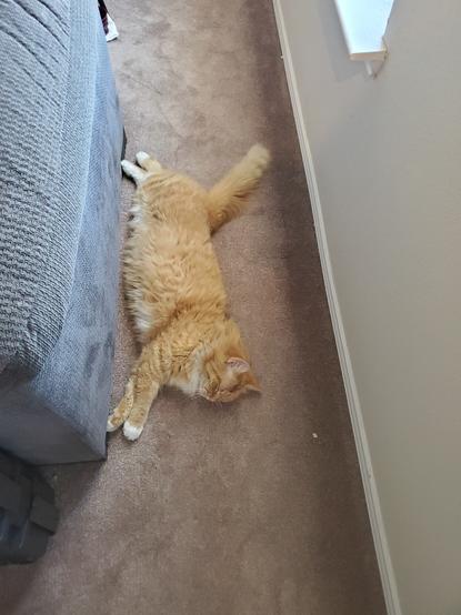 A Fluffy orange cat laying on the floor between a couch and the wall, facing the couch, with all his legs outstretched. His Fluffy tail is straight out from his body at a 45 degree angle.