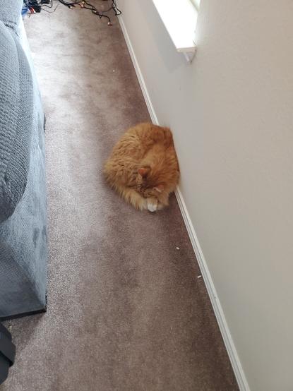 A Fluffy orange cat laying in the floor, curled up in a bunch with his back to the wall.