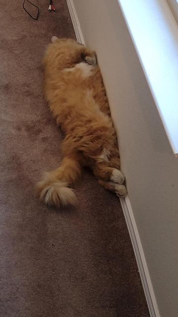 A Fluffy orange cat laying in the floor between a couch and the wall. He is smooshed up against the wall face first, his back paws outstretched and his front paws curled up in front of him.