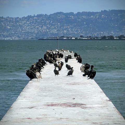 A flight of 50 or so black cormorant birds and about a dozen seagulls sunning themselves on a white pier extending into San Francisco Bay. East Bay hills are in the background.