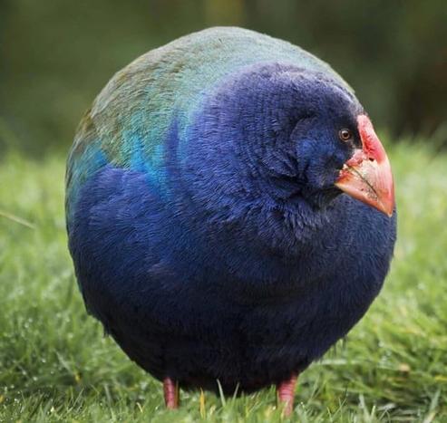Photography
Color photo of a New Zealand bird called Takahe. The dark blue bird with red pointed beak, was photographed from the front so that its plumage and head form one unit and it looks like a blue ball with feet and beak.
Magnificent capture with beautiful lighting, color, sharpness.
Info:
Members of the rail family, the South Island takahe is a flightless bird indigenous to New Zealand. Thought to be extinct, the species was re-discovered in 1948 and their numbers have been slowly growing ever since. There are now just over 400 takahe birds in New Zealand.
The early bird catches ALL of the worms!