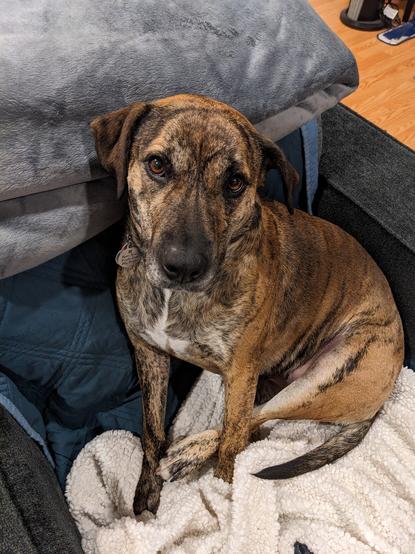 Brindle-coated female dog sitting on a blue armchair. Aside from the elongated snout and head, her body type (and genetic testing) and temperament are all 100% American Pit Bull Terrier, with classic docile nature associated with the breed before the 1980s/1990s