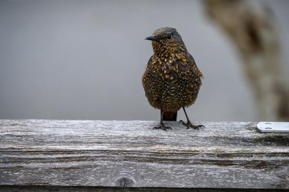 Okinawan Female Rock Thrush