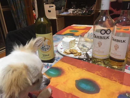 3 bottles of Marsanne wine are lined up on a table with a cheese plate. Chihuahua, Juliet.