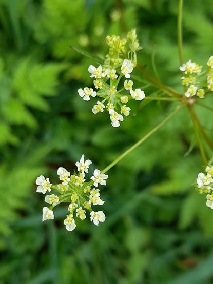 Filigrane white flowers of Queen Anne's lace, Anthriscus sylvestris, macro
