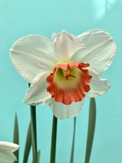 White and orange daffodil. Blue-green background.