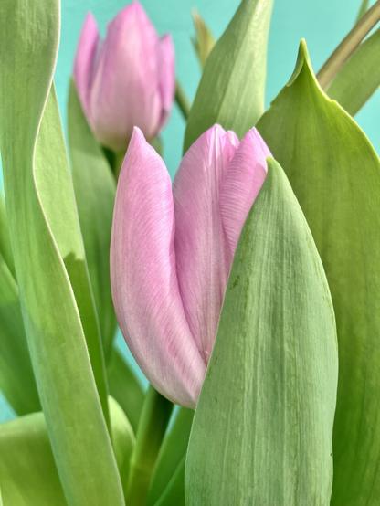 Pink tulip, green leaves.