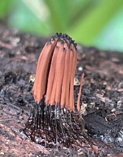 Looks like a bunch if hot dogs ln sticks but is actually about 4mm across
