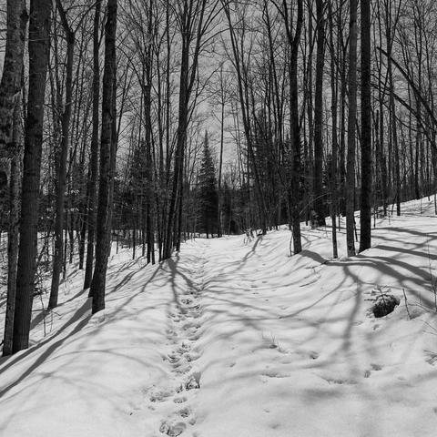 Snowy path through maples