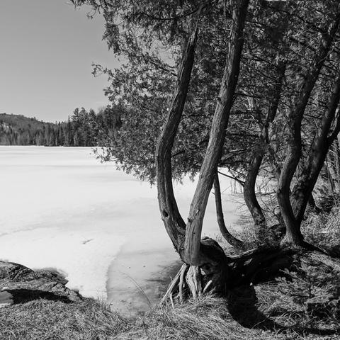 Cedars at the edge of the icy lake