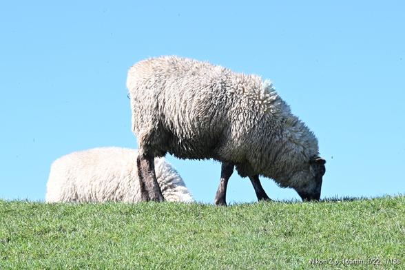 Ein dunkles Schaf auf dem grünen Deich vor blauem Himmel, dahinter der Rücken eines weißen Schafs