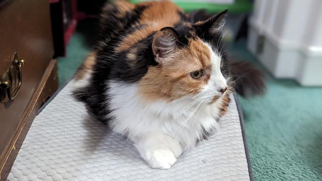 A long-haired polydactyl calico cat lies serenely on a small cushion.