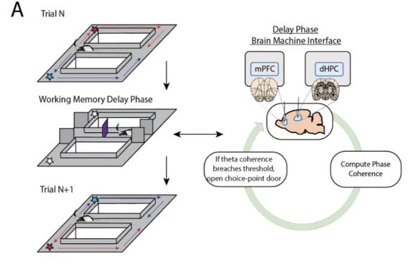 Portion of the first figure of the article summarizing the protocol .
Schematic of a rat on a continuous- figure 8 maze in the left, repeated 3 times to represent the 3 phases of the task: alternation to one side, delay, alternation to the other side (if correct). On the right, schematic of the closed-loop “brain machine interface” system which says that the door will open (during the delay) if the coherenc between the 2 brain regions of interest (hippocampus and medial prefrontal cortex) passes some threshold.

See below for related legend:
“ Figure 1 | A brain machine interface that harnesses endogenous mPFC- hippocampal theta coherence on a working memory task.

A) Schematic of brain machine interfacing as rats performed a delayed alternation task on an automated T-maze. The delayed alternation task requires rats to alternate between left and right rewards. Blue arrows and stars denote correct (rewarded) trajectories while red arrows and stars represent incorrect (unrewarded) trajectories. The rat was confined to the delay zone with three barriers (delay phase). On a subset of delay phases, we computed mPFC-hippocampal theta coherence in real-time and trials were initiated contingent upon theta coherence magnitude.”
