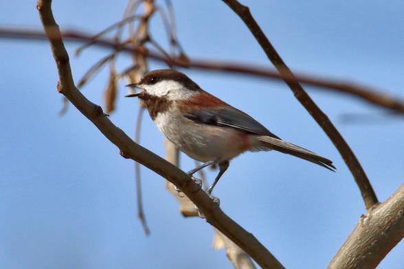 A Chestnut-Backed Chickadee — a small songbird with a white face and body, black cap, and brown striped wings — sings while perched on a thin tree branch.