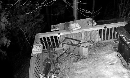 Night vision shot of two raccoons on the deck, one on the rail next to a hanging feeder and the other on the snow covered deck behind a table laid on its side surrounded by seed fallen from the feeder above.