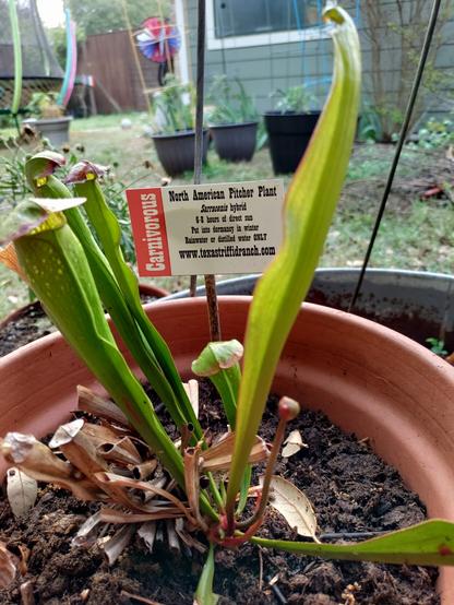 North American pitcher plant in a terracotta pot.
The plant is coming out of dormancy. There are a few tiny sprouts that will grow into tall thin pitchers that trap and absorbs insects. Yum!
There is a tiny sign on a stick stuck in the pot.  Sign reads:
Carnivorous North American Pitcher plant
Sarracenia hybrid
6-8 hours of direct sun
Pot into dormancy in winter
Rain water or distilled water only
Texastriffidranch.com

It's a good thing pest insects can't read
Ha ha ha