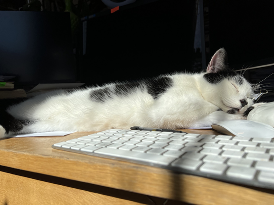 Bulldog the Cat asleep in a very sunny spot on my desk, keyboard in foreground