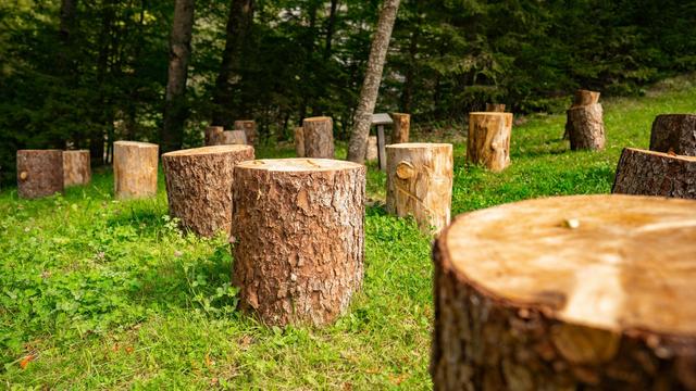 A stock photo by Alin Andersen, via Unsplash.com, showing several tree stumps amidst greenery with a view of woods in the background.