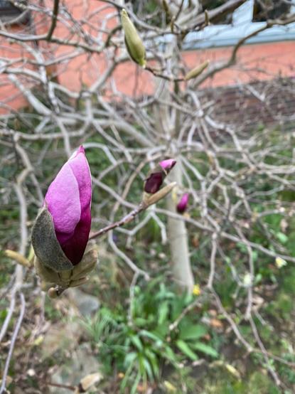 Dunkle Magnolienblüten schauen aus dem Mantelblatt heraus