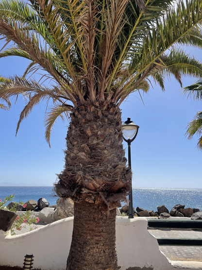 A terrifically thick-trunked palm tree, with wonderful fronds curving outward. The trunk has the characteristics of the outer of a pineapple. The shade beneath is so wonderfully cool.