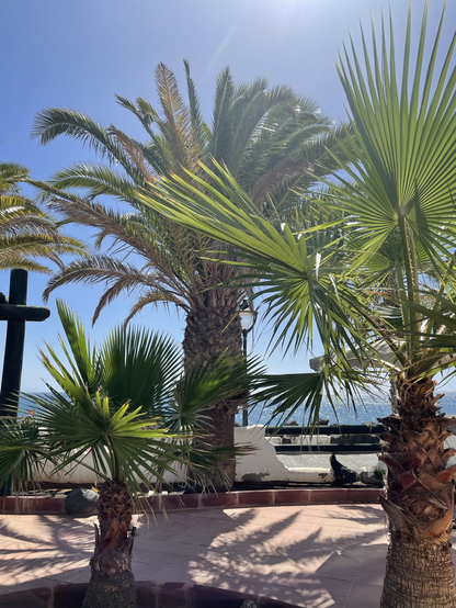 As above, but different types of palm, with spreading fan-like leaves. The sky is a cloudless blue.