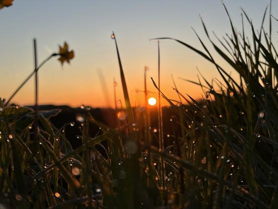 Looking across blades of grass with dew drops on, at the sun rising over a field. A daffodil on the far left.