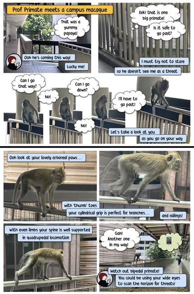 Photo-cartoon.
Title: Prof Primate meets a campus macaque 

Panel 1. a walkway with a long tailed macaque on the railing in the distance
🐒 “that is one yummy papaya!” below Prof primate says 
👩🏻“Ooh he’s coming this way! Lucky me!”
2. 🐒 Eek was a big primate! Is it safe to go past? 
👩🏻 I must try not to stare so he doesn't see me as a threat 
3-6. 🐒 Can I go that way? Can I go down? No! I’ll have to go past! 
👩🏻. Let's take a look at you as you go on your way
Panel 7-9. closeup of the macaque passing very near.
🤦🏻‍♀️Ooh look at your lovely arboreal paws... with 'thumb' toes your cylindrical grip is perfect for branches... and railings! With even limbs your spine is well supported in quadrupedal locomotion 
Panel 10. the macaque is further down the railing approaching a student staring at her phone. 🐒Gah! Another one in my way! 
👩🏻Watch out bipedal primate! You could be using your wide eyes to scan the horizon for threats! 

Footer: Prof Primate teaches and Ape’s Guide to Human Language at NTU in Singapore. CC-8Y NC 4.0 2023