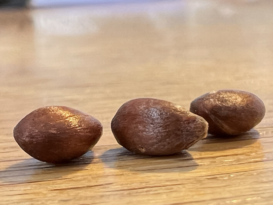 Close up of three apple seeds on a wooden desk