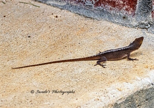 This lizard is on the concrete porch of my wife's quilting shop facing the brick wall.  In the frame, the head is facing right, and the tail is facing left.  Hits dark head is raised as if looking up and its protruding frog like black right eye shines in the light. There is a white stripe down its spine.  Its legs and feet are slayed out on either side. The tail is nearly twice as long as its body and lays straight back on the concrete.

"The green anole is a small to medium-sized lizard with a slender body. It has a long and pointed head with ridges between the eyes and nostrils, and smaller ones on the top of the head. The toes have adhesive pads to facilitate climbing. They exhibit sexual dimorphism, with males being fifteen percent larger than females.
   The green anole can change its color to several shades from brown to green. Other names include Carolina anole, Carolina green anole, American anole, American green anole, North American green anole and red-throated anole. Green anoles are insectivores and their prey items of choice include crickets, mealworms, waxworms and farm-raised maggots." - wikipedia.org