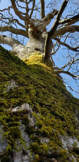 Looking upwards on a giant old growth garry oak tree, covered in moss.