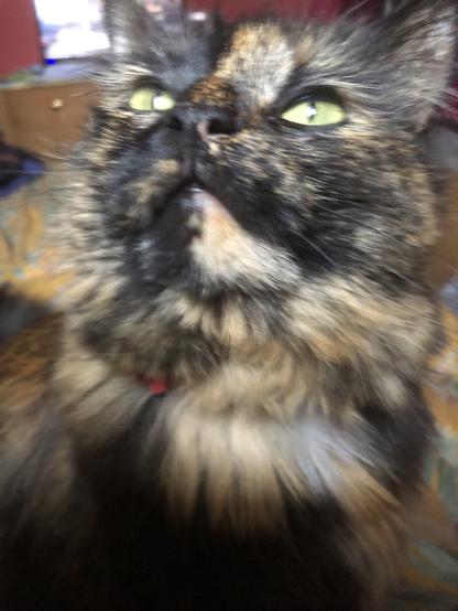 Beautiful tortoiseshell longhair cat gazing skywards