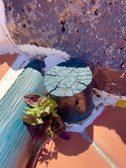 An inhospitable spot, growing between painted wood logs, that support stone steps, against a a volcanic rock wall. This little variegated green & purple leaf beauty, with its wee rose-red flowers, has found a way…..
