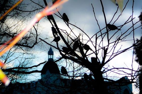 Spatzentrupp in der Abenddämmerung auf laubfreier Baumkrone. Wolkenverhangener Himmel. Am Horizont die Kuppel, mit Spitze einer Kirche, dahinter blauer Himmelfleck, umsäumt von Wolken. 
Squad of sparrows at dusk on leafless treetop. Cloudy sky. On the horizon the dome with the top of a church, behind it a patch of blue sky surrounded by clouds