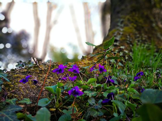 A stock photo, by Bruce Kee, via Unsplash.com, of violets, ivy, and moss covering the base of a large tree.