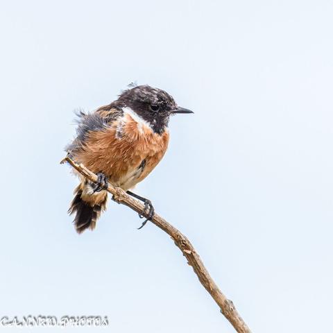 Male Stonechat sitting on a branch