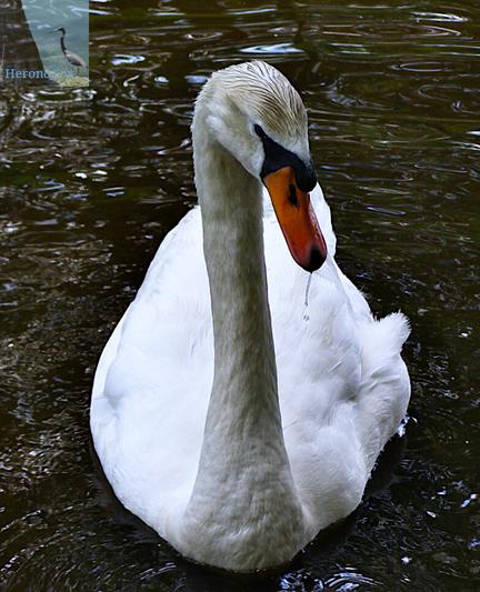 A photograph of a white swan with an orange beak sitting on the surface of a pond. Its head is turned down and slightly towards the camera.