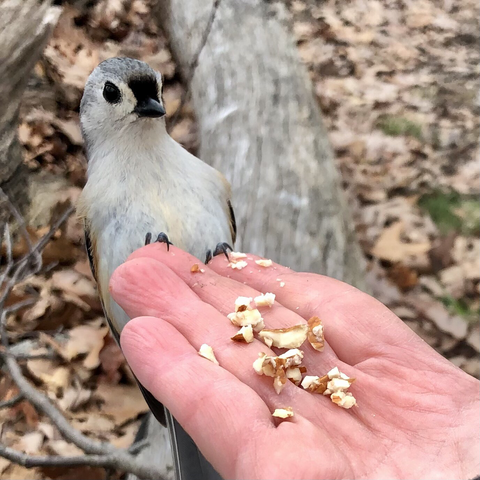 Photo of tufted titmouse by Jan Arzooman