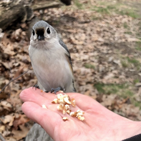 Photo of tufted titmouse by Jan Arzooman